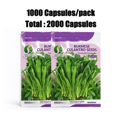 2000 Culantro Seeds - Strong Cilantro Flavor,  High Germination Herbs Seed