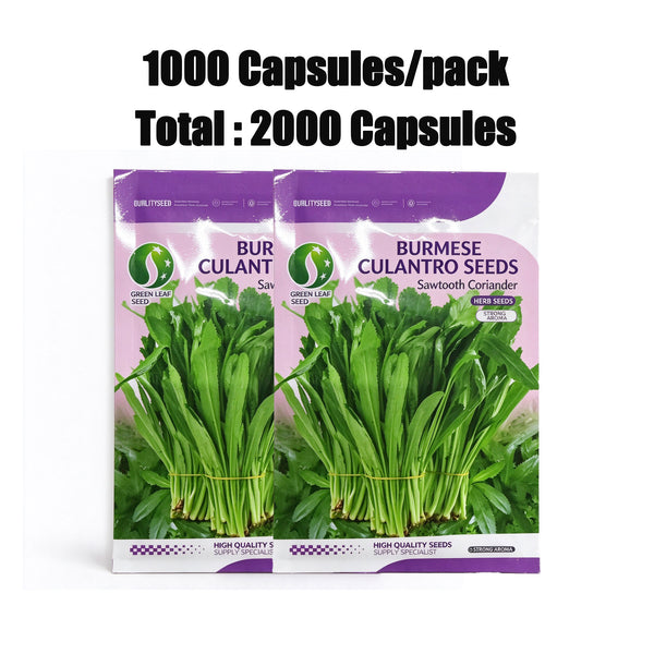 2000 Culantro Seeds - Strong Cilantro Flavor,  High Germination Herbs Seed