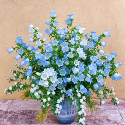1000+ Campanula Bells Flower for Planting
