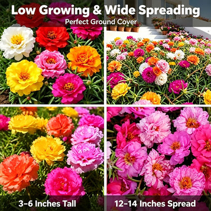 10000 Mixed Portulaca Moss Rose for Planting