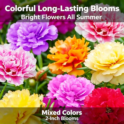 10000 Mixed Portulaca Moss Rose for Planting
