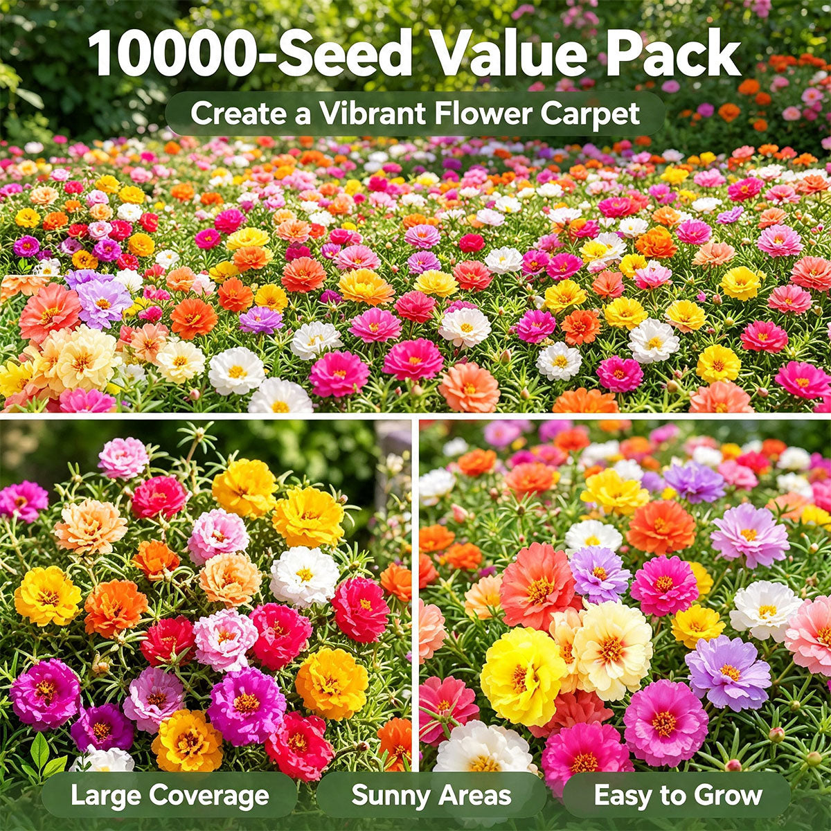 10000 Mixed Portulaca Moss Rose for Planting