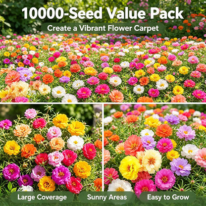 10000 Mixed Portulaca Moss Rose for Planting