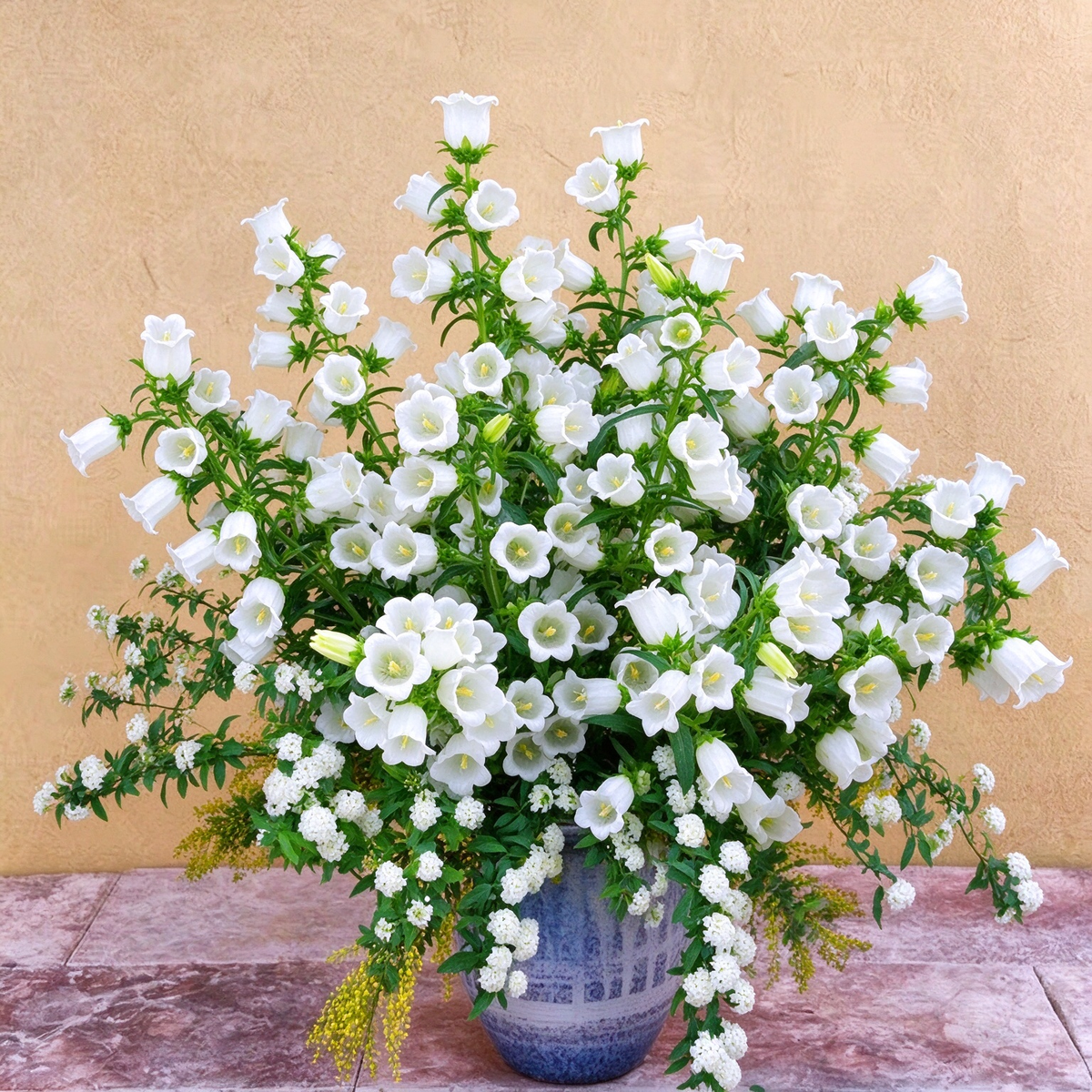 1000+ Campanula Bells Flower for Planting