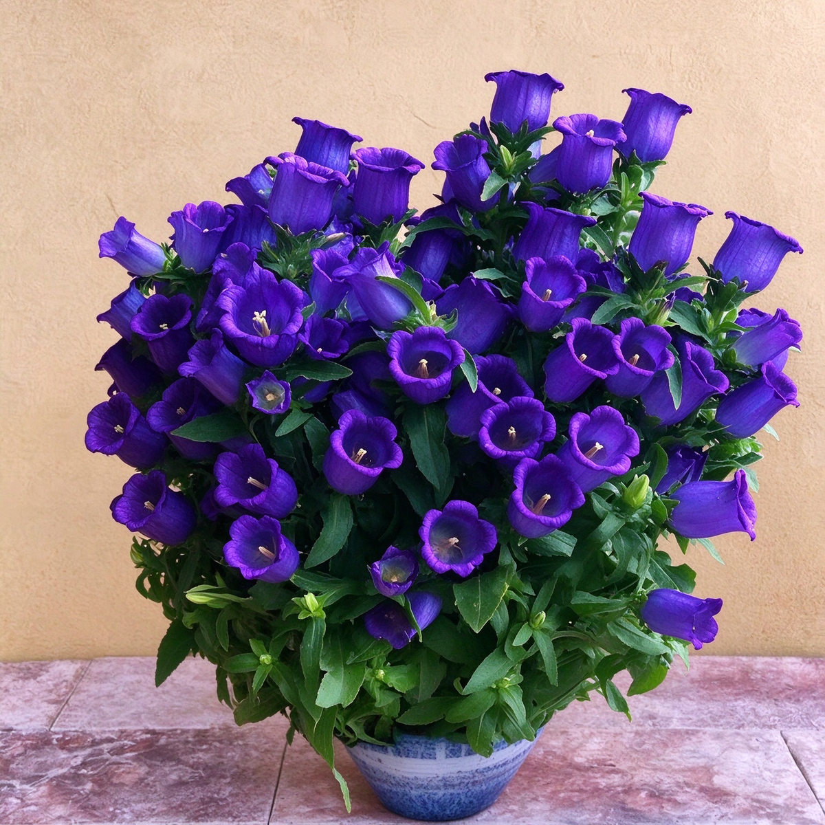 1000+ Campanula Bells Flower for Planting