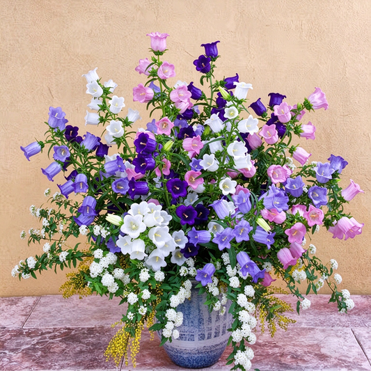 1000+ Campanula Bells Flower for Planting