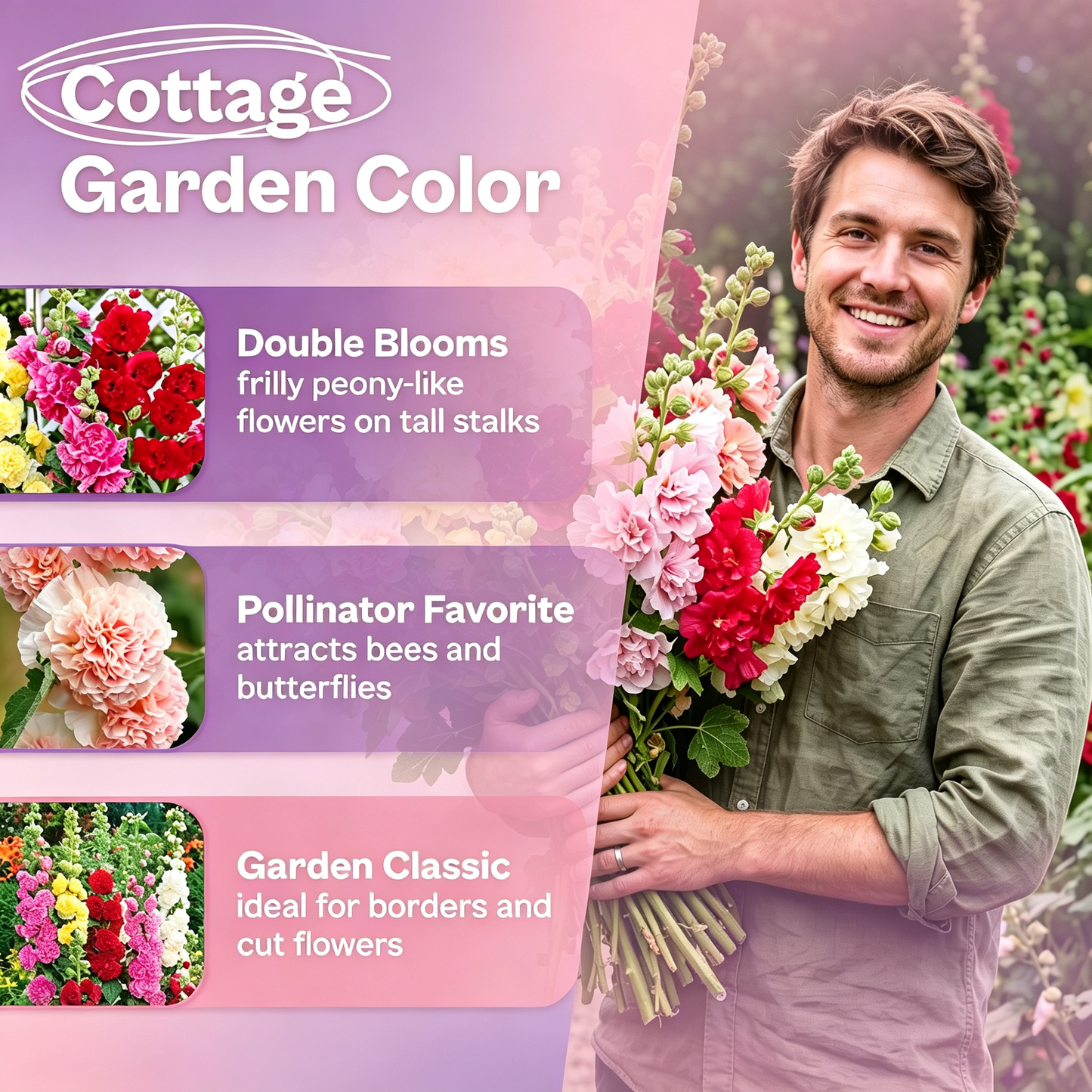 Double Hollyhock for Planting