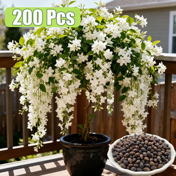 Climbing Weeping Jasmine for Planting