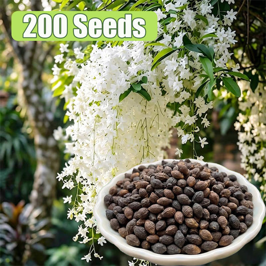 200 Pcs Perennial Weeping Jasmine Flower for Planting
