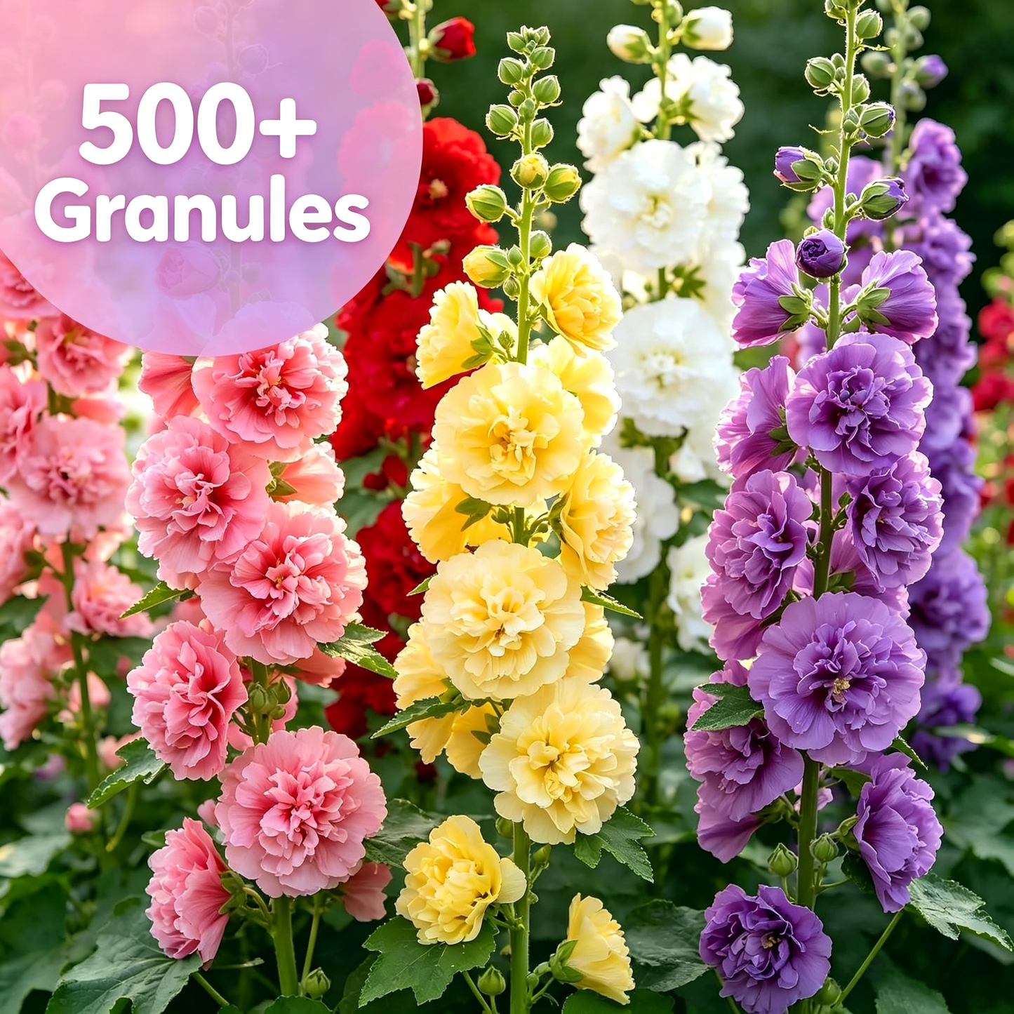 Double Hollyhock for Planting