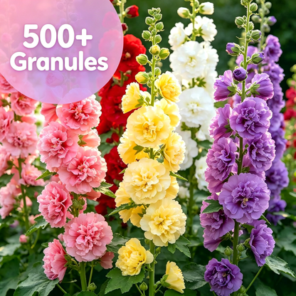 Double Hollyhock for Planting