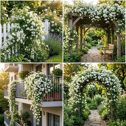 200 Pcs Perennial Weeping Jasmine Flower for Planting