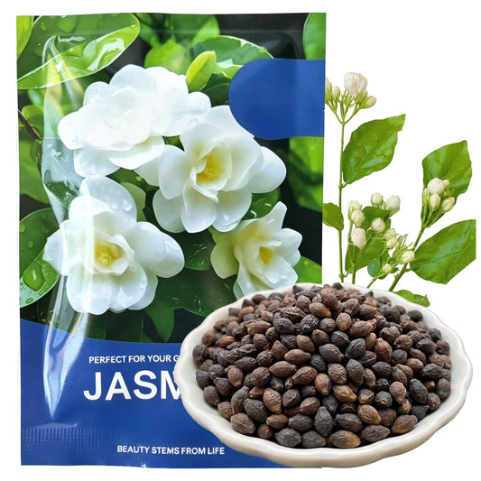 Jasmine Flower Fragrant Plant for Planting
