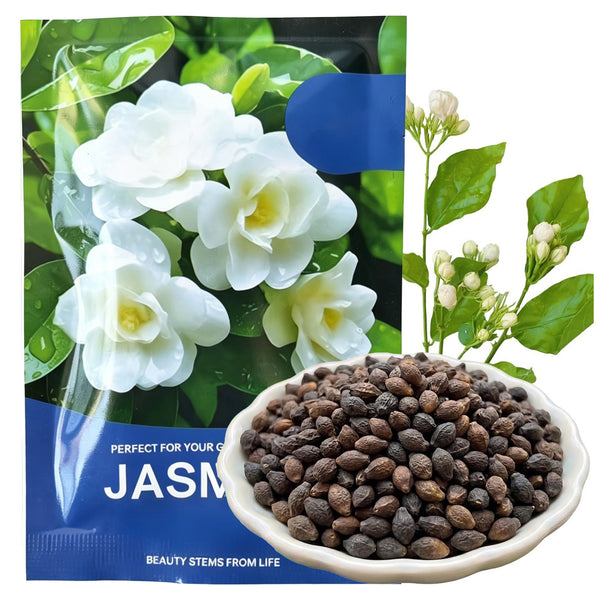 Jasmine Flower Fragrant Plant for Planting