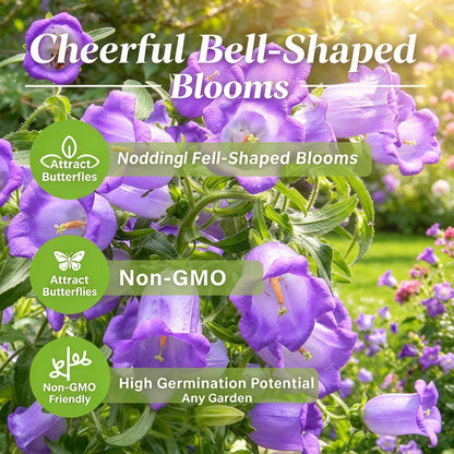 1000+ Campanula Bells Flower for Planting
