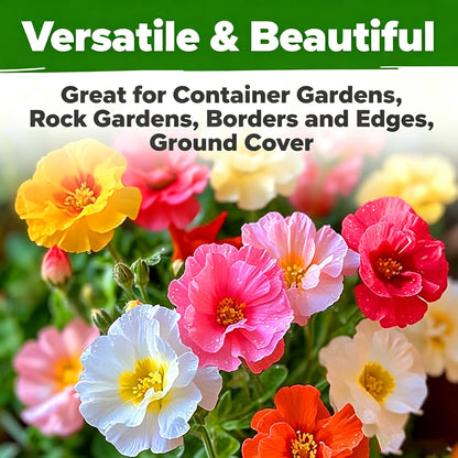 10000 Pellets Multi-Hue Purslane Ornamental Flowers for Balcony, Yard & Outdoor Garden