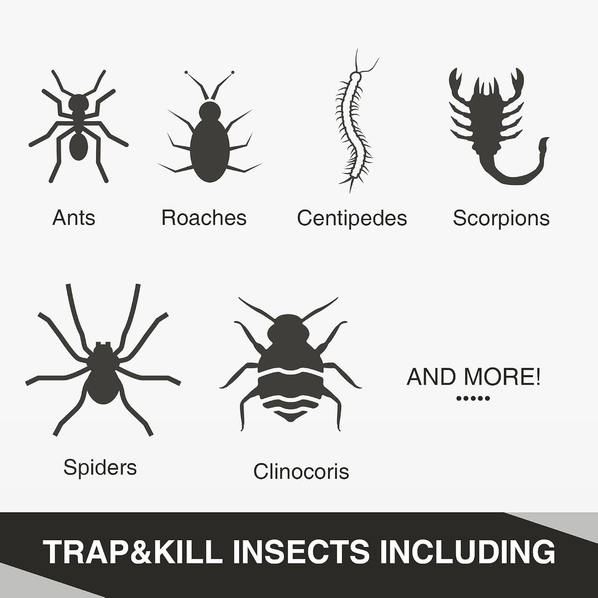 Ant Spider Cockroach Trap Peanut Butter Scented
