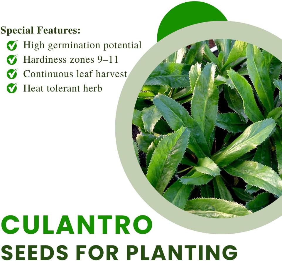 2000 Culantro Seeds - Strong Cilantro Flavor,  High Germination Herbs Seed