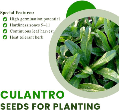2000 Culantro Seeds - Strong Cilantro Flavor,  High Germination Herbs Seed