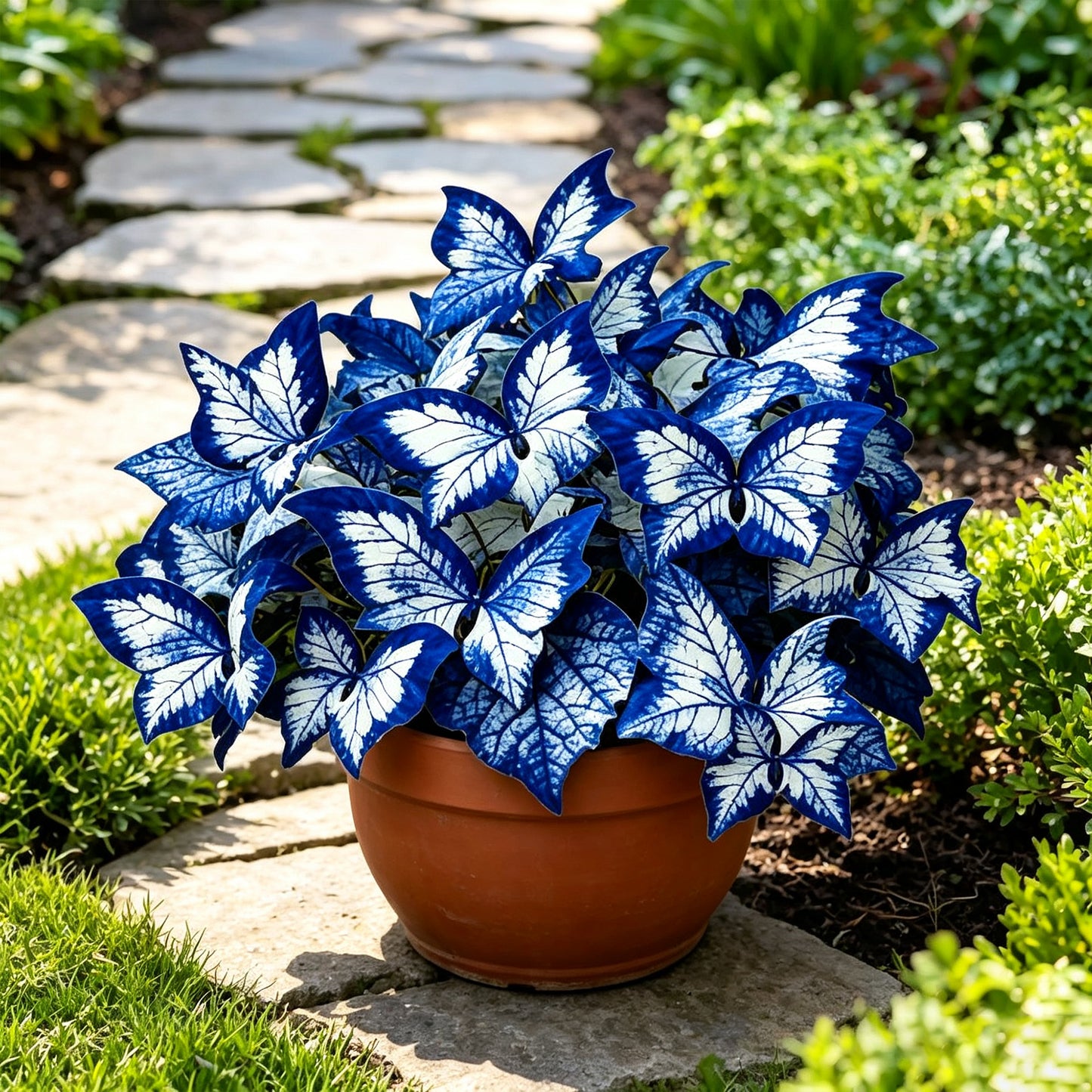 200 Pellets Blue White Butterfly Caladium for Indoor Windowsill Outdoor Garden Yard Decor