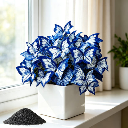 200 Pellets Blue White Butterfly Caladium for Indoor Windowsill Outdoor Garden Yard Decor