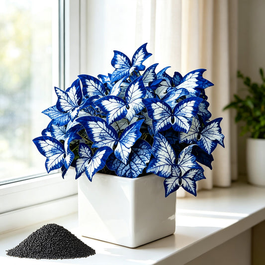 200 Pellets Blue White Butterfly Caladium for Indoor Windowsill Outdoor Garden Yard Decor