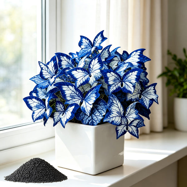 200 Pellets Blue White Butterfly Caladium for Indoor Windowsill Outdoor Garden Yard Decor