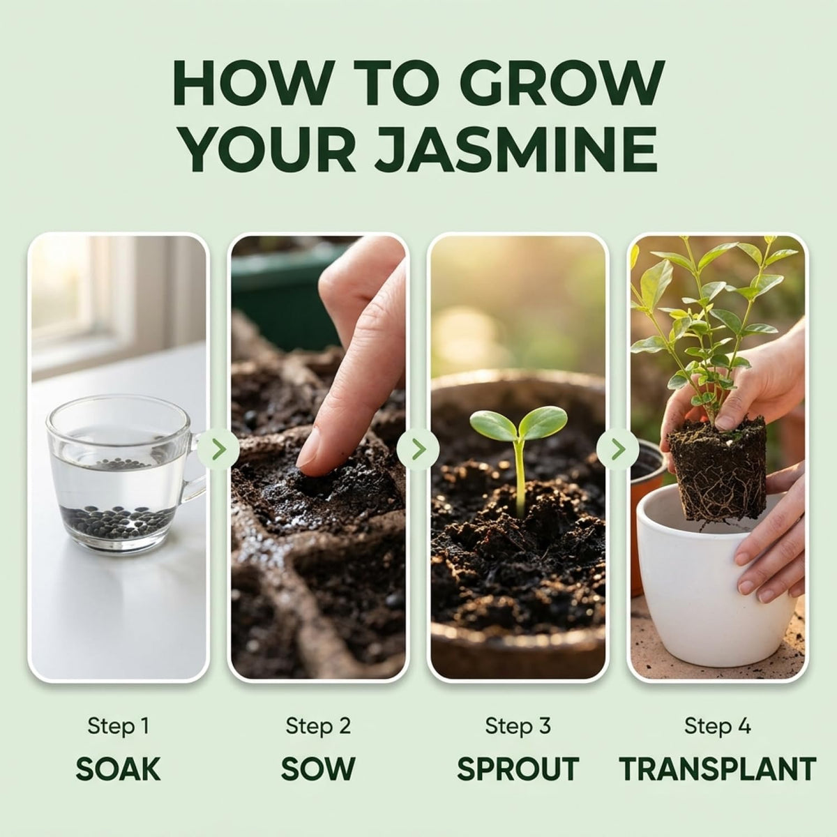 Climbing Weeping Jasmine for Planting