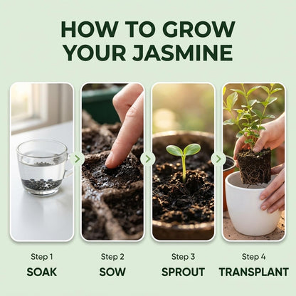 Climbing Weeping Jasmine for Planting
