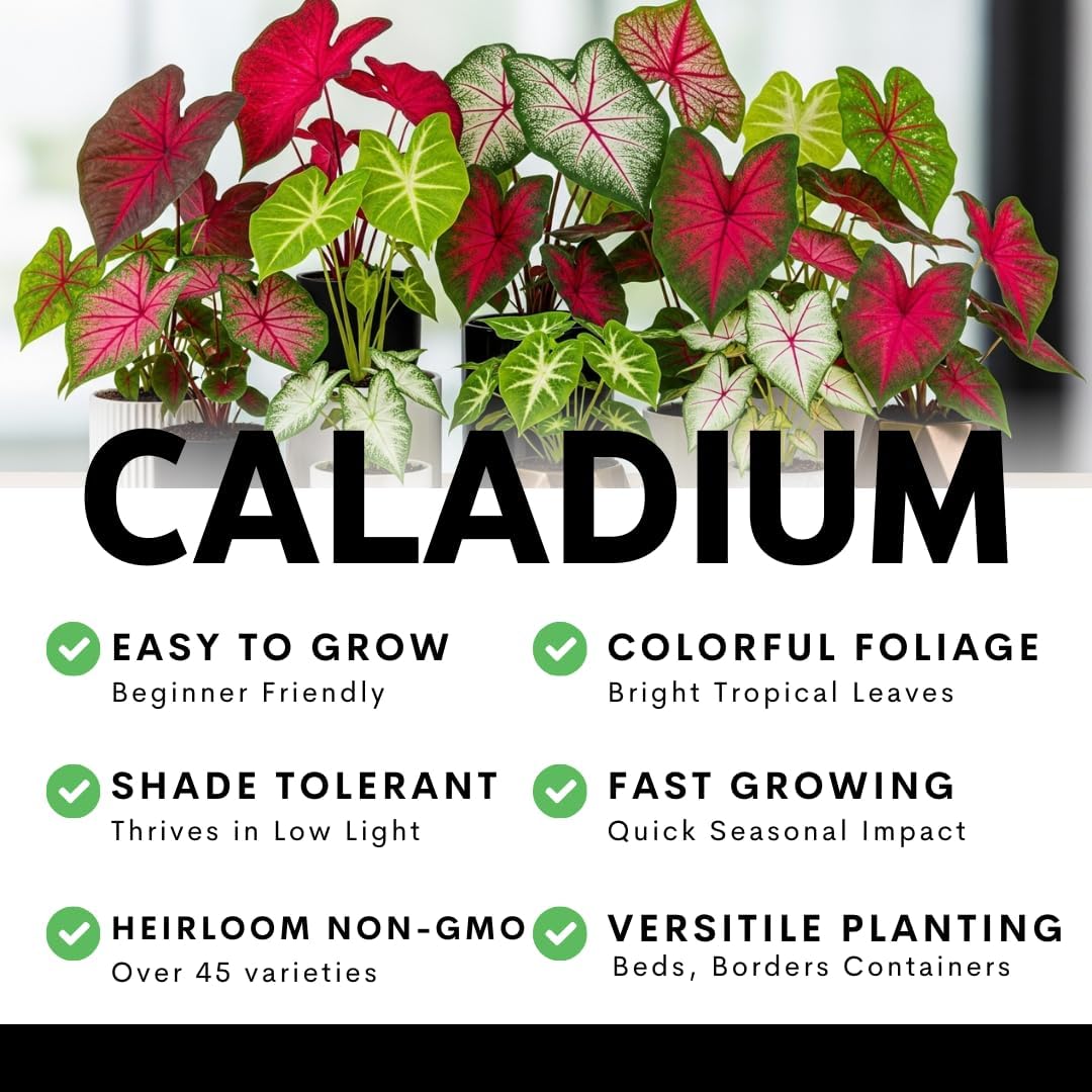 300 Pcs Mixed Color Caladium Flower for Planting