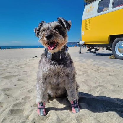 Footwear For Small Dogs—Winter Snow Boots And Paw-Protection Shoes