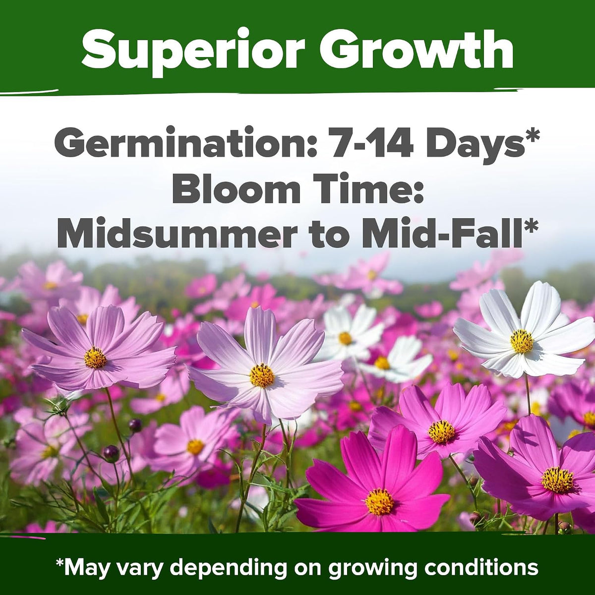 8000 Count Cosmos Flower Seeds Set - Natural Seeds Flowers, Ideal for Gardens