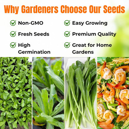 2000 Culantro Seeds - Strong Cilantro Flavor,  High Germination Herbs Seed