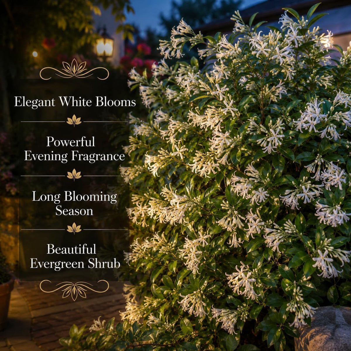Climbing Weeping Jasmine for Planting