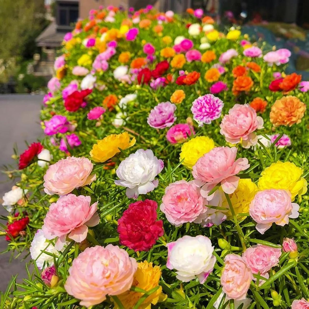 10000 Mixed Portulaca Moss Rose for Planting