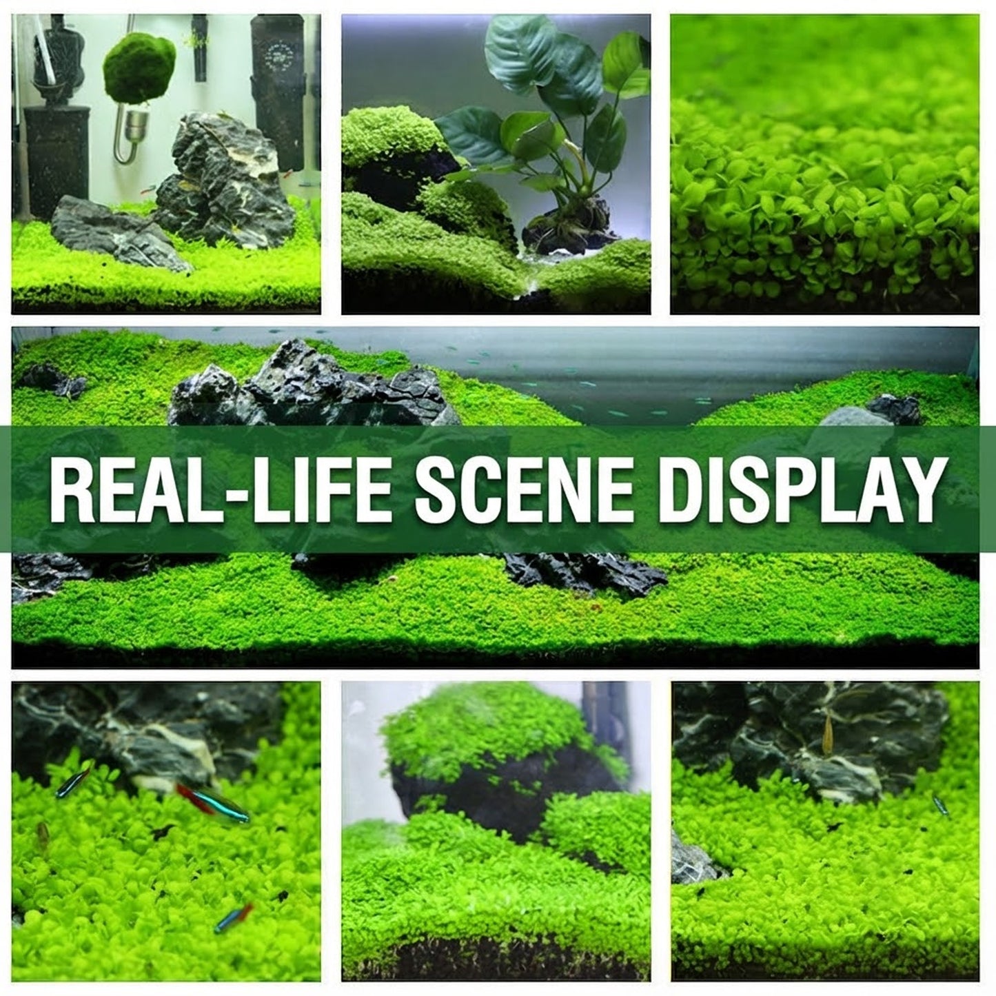 Aquarium Aquascaping Water Purification: Dwarf Baby Tears (Hemianthus callitrichoides)