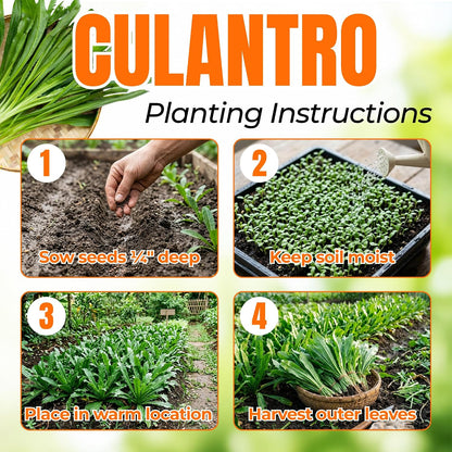 2000 Culantro Seeds - Strong Cilantro Flavor,  High Germination Herbs Seed
