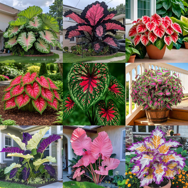 300 Pcs Mixed Color Caladium Flower for Planting