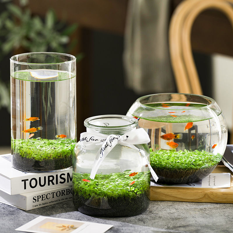 Aquarium Aquascaping Water Purification: Dwarf Baby Tears (Hemianthus callitrichoides)