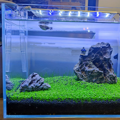 Aquarium Aquascaping Water Purification: Dwarf Baby Tears (Hemianthus callitrichoides)
